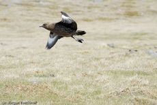 Raubmöve (Skua) (15 von 16).jpg